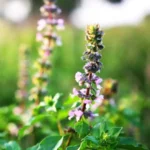 Herbs for Boosting Immunity Naturally